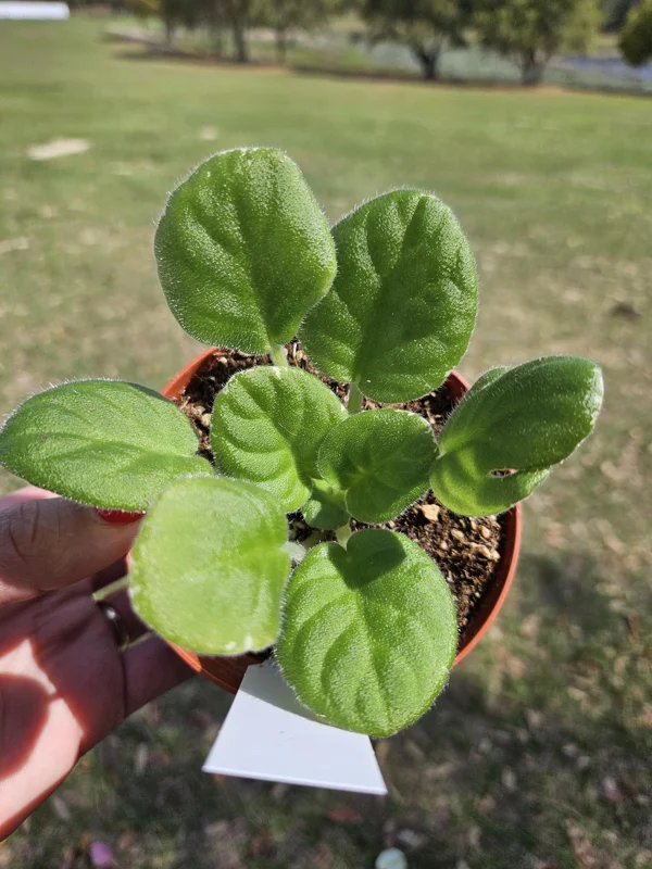 Harmony's Dancing Queen African Violet Live Plant - 4 Inch Pot - Indoor Potted Houseplant - Image 2