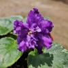 Harmony's Dancing Queen African Violet Live Plant - 4 Inch Pot - Indoor Potted Houseplant - Image 1
