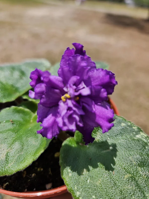 Harmony's Dancing Queen African Violet Live Plant - 4 Inch Pot - Indoor Potted Houseplant - Image 1