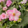 Harmony's Sparkling Money African Violet Live Plant - 4 Inch Pot - Indoor Starter - Image 1