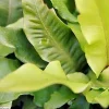 Hart's Tongue Fern Spores - Asplenium Scolopendrium - Cold Hardy Perennial - Image 1