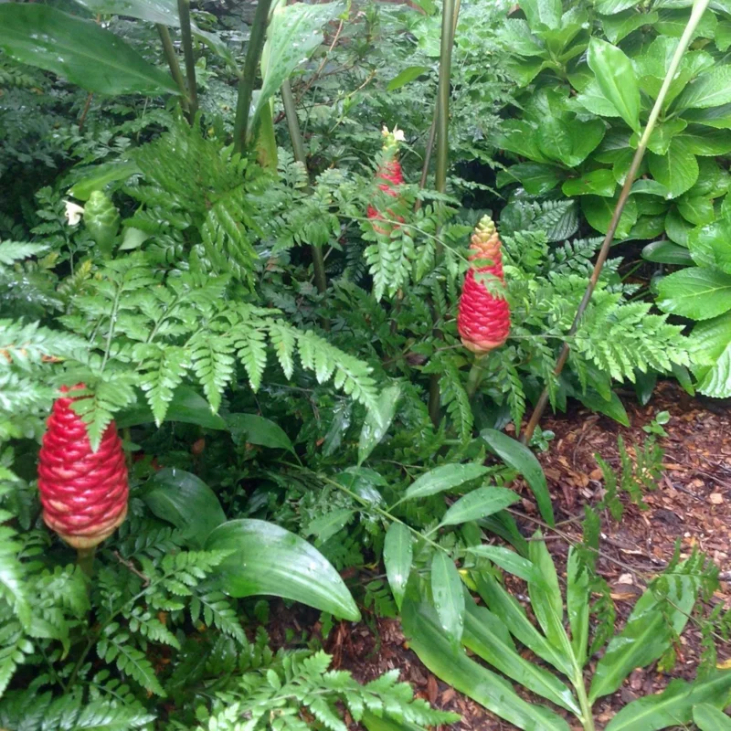 Hawaiian Awapuhi Shampoo Ginger Rhizomes - 0.5 Pound Red Ginger Lily Bulbs - Image 2