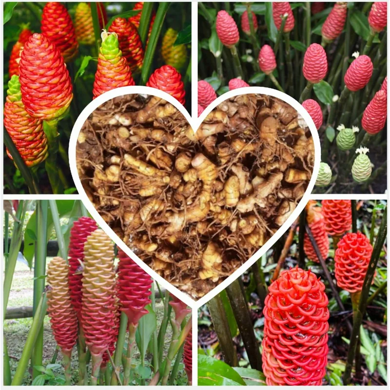 Hawaiian Awapuhi Shampoo Ginger Rhizomes - 0.5 Pound Red Ginger Lily Bulbs - Image 1