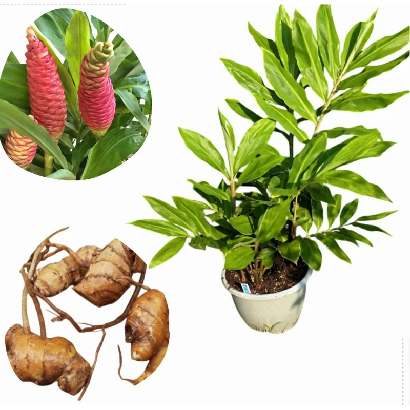 Hawaiian Awapuhi Shampoo Ginger Rhizomes - 2 Roots for Growing Indoors/Outdoors - Image 2