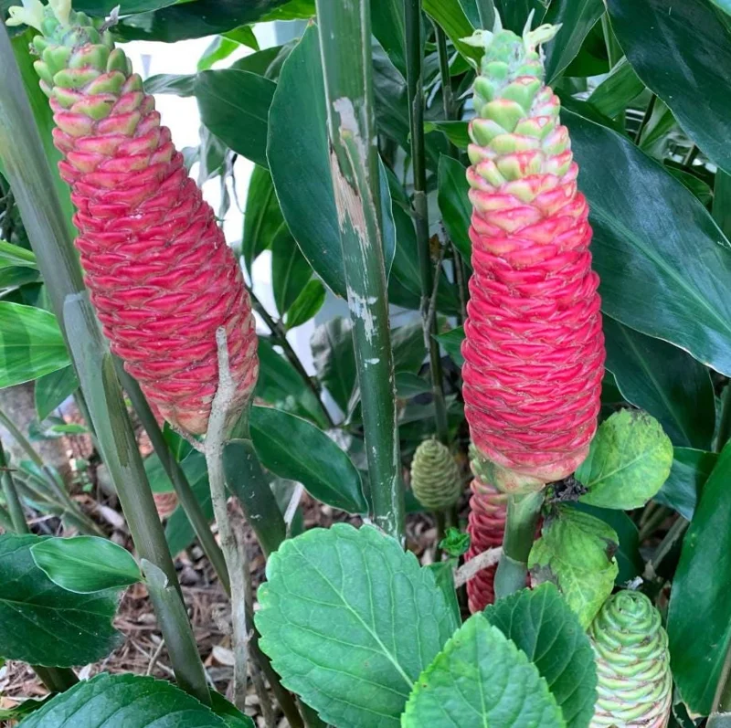 Hawaiian Awapuhi Shampoo Ginger Rhizomes - 7 Pack, Zingiber Zerumbet Bulbs, Outdoor Hawaiian Awapuhi Shampoo Ginger Rhizomes - 7 Pack, Zingiber Zerumbet Bulbs, Outdoor - Image 5