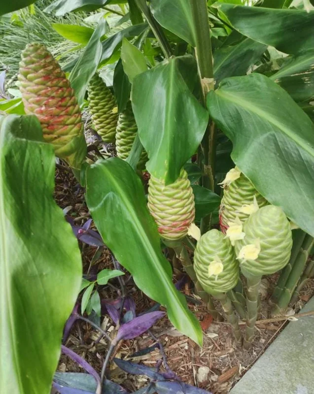 Hawaiian Awapuhi Shampoo Ginger Rhizomes - 7 Pack, Zingiber Zerumbet Bulbs, Outdoor Hawaiian Awapuhi Shampoo Ginger Rhizomes - 7 Pack, Zingiber Zerumbet Bulbs, Outdoor - Image 8