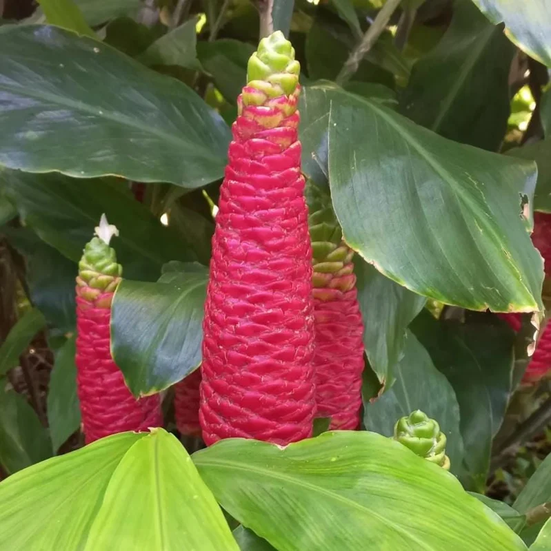 Hawaiian Awapuhi Shampoo Ginger Rhizomes - Pinecone Ginger Lily Bulbs - 8 Pack - Image 2