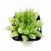 Haworthia Cymbiformis 'Cathedral Window' Succulent Live Plant 2 Inch Pot Indoor Outdoor Haworthia Cymbiformis 'Cathedral Window' Succulent Live Plant 2 Inch Pot Indoor Outdoor - Image 1