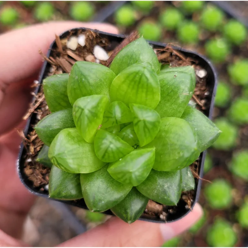 Haworthia Cymbiformis Var. Obtusa Succulent Live Plant - 2 Inch Pot, Indoor/Outdoor Haworthia Cymbiformis Var. Obtusa Succulent Live Plant - 2 Inch Pot, Indoor/Outdoor - Image 2