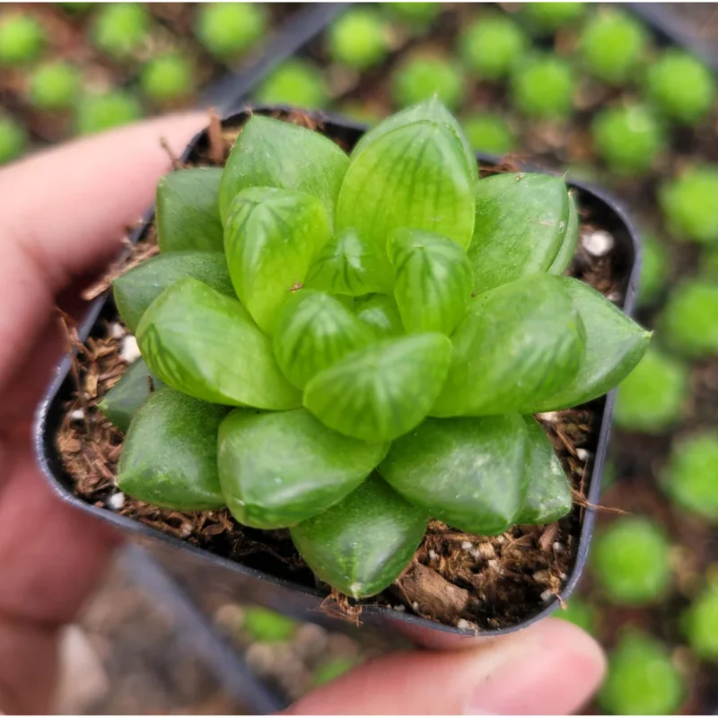 Haworthia Cymbiformis Var. Obtusa Succulent Live Plant - 2 Inch Pot, Indoor/Outdoor Haworthia Cymbiformis Var. Obtusa Succulent Live Plant - 2 Inch Pot, Indoor/Outdoor - Image 3