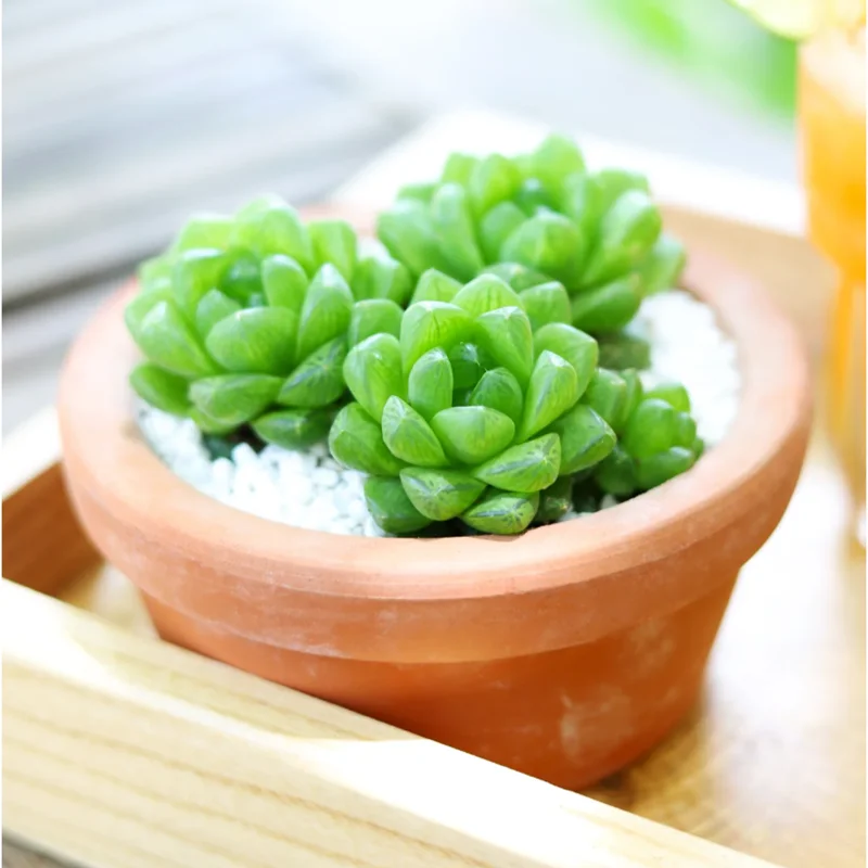 Haworthia Cymbiformis Var. Obtusa Succulent Live Plant - 2 Inch Pot, Indoor/Outdoor Haworthia Cymbiformis Var. Obtusa Succulent Live Plant - 2 Inch Pot, Indoor/Outdoor - Image 4