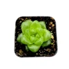 Haworthia Cymbiformis Var. Obtusa Succulent Live Plant - 2 Inch Pot, Indoor/Outdoor Haworthia Cymbiformis Var. Obtusa Succulent Live Plant - 2 Inch Pot, Indoor/Outdoor - Image 1