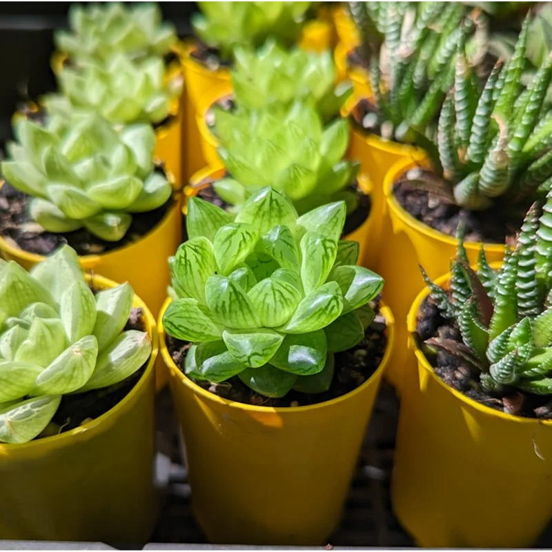 Haworthia Cymbiformis Var. Obtusa Succulent Live Plant - 2 Inch Pot, Indoor/Outdoor Haworthia Cymbiformis Var. Obtusa Succulent Live Plant - 2 Inch Pot, Indoor/Outdoor - Image 5