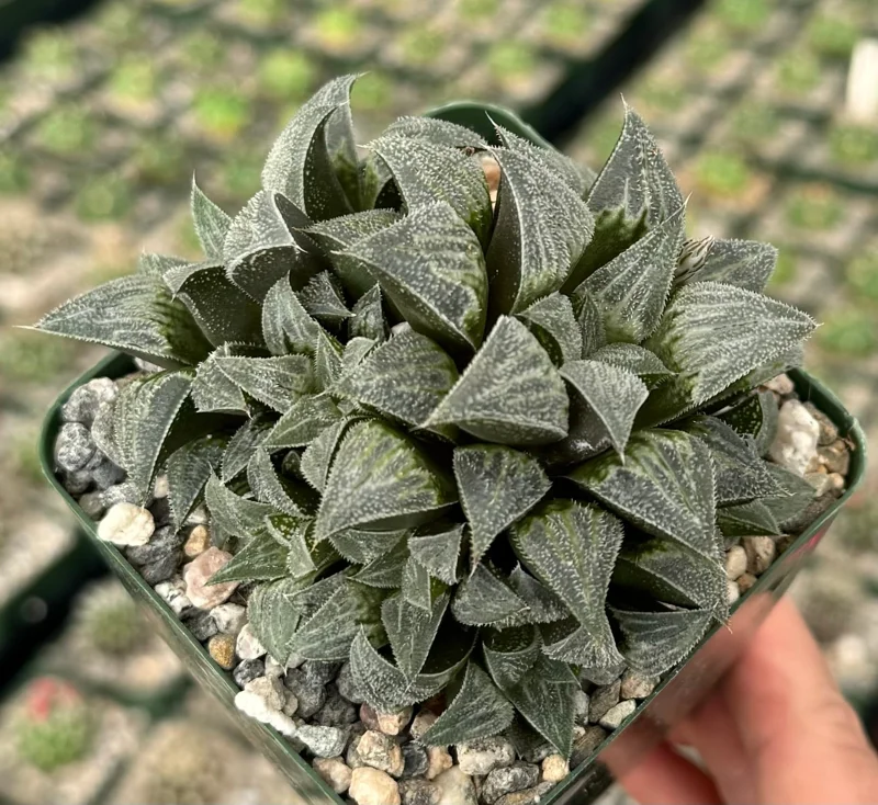 Haworthia Emelyae Live Plant – Fuzzy Succulent – Easy Care – 3 Inch Pot – Indoor Haworthia Emelyae Live Plant – Fuzzy Succulent – Easy Care – 3 Inch Pot – Indoor - Image 2
