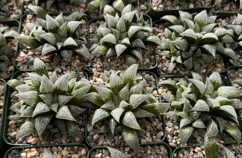 Haworthia Emelyae Live Plant – Fuzzy Succulent – Easy Care – 3 Inch Pot – Indoor Haworthia Emelyae Live Plant – Fuzzy Succulent – Easy Care – 3 Inch Pot – Indoor - Image 3