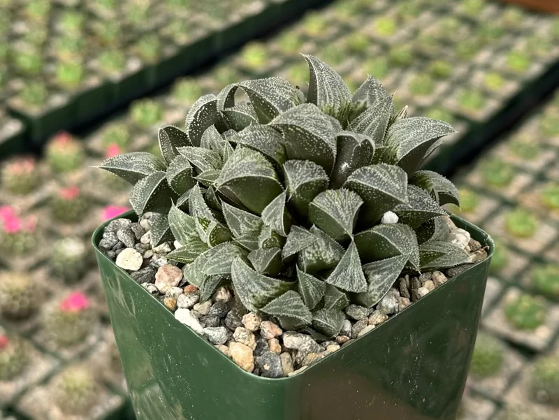 Haworthia Emelyae Live Plant – Fuzzy Succulent – Easy Care – 3 Inch Pot - Image 1