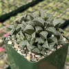 Haworthia Emelyae Live Plant – Fuzzy Succulent – Easy Care – 3 Inch Pot – Indoor Haworthia Emelyae Live Plant – Fuzzy Succulent – Easy Care – 3 Inch Pot – Indoor - Image 1
