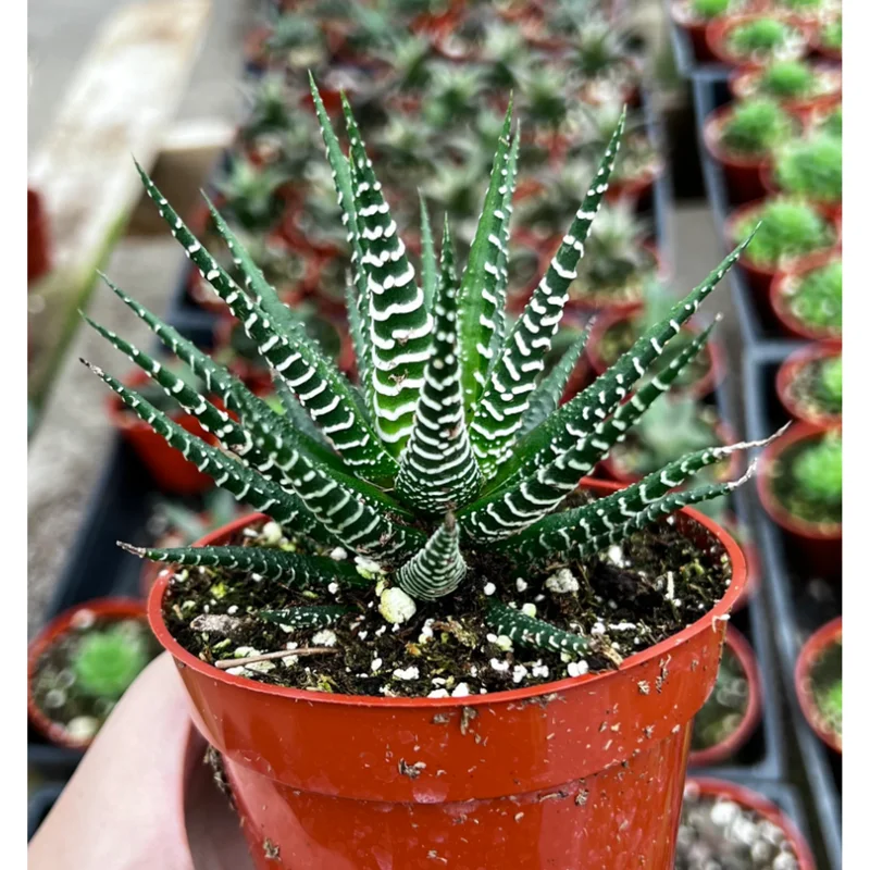 Haworthia Fasciata Zebra Succulent Plant - Live Indoor Plant - 2" Pot Haworthia Fasciata Zebra Succulent Plant - Live Indoor Plant - 2" Pot - Image 2