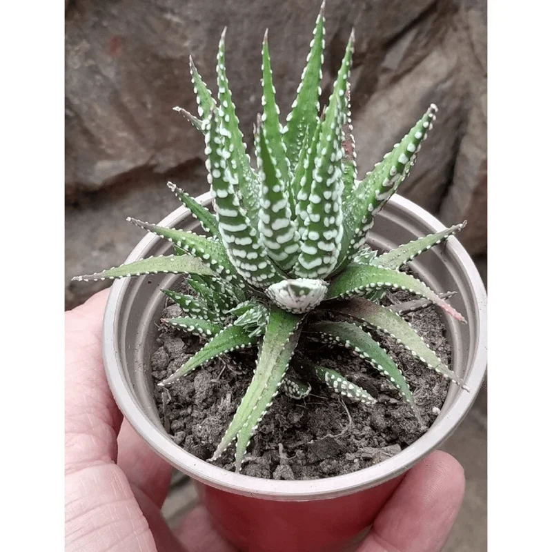 Haworthia Fasciata Zebra Succulent Plant - Live Indoor Plant in 4" Pot - Image 2