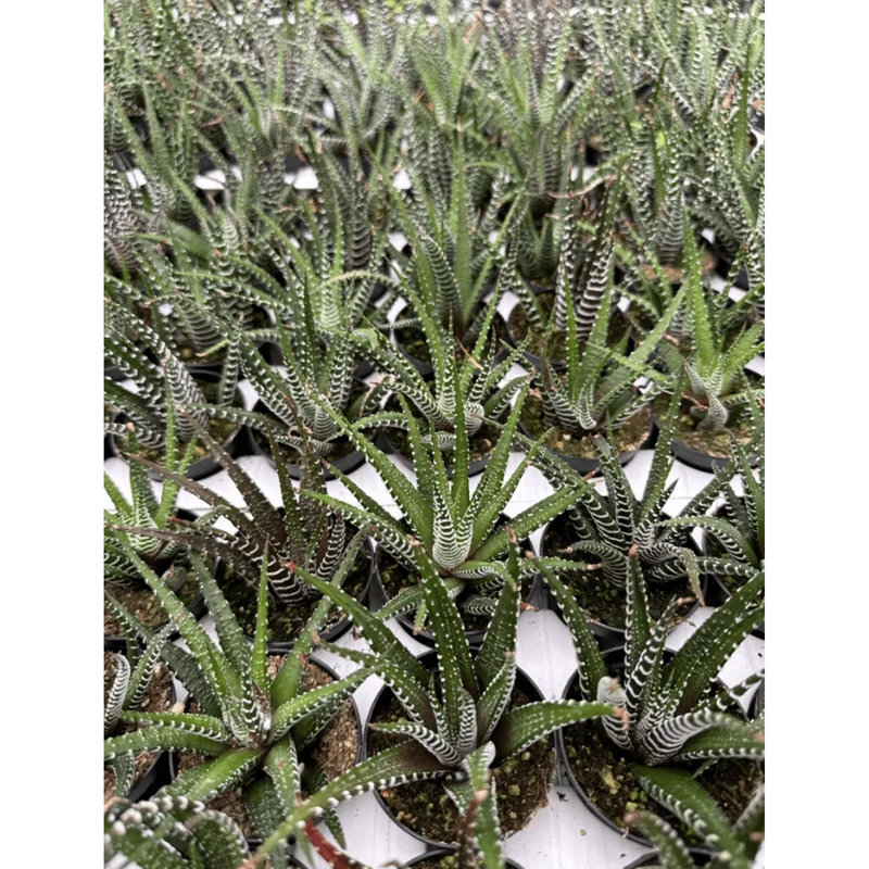 Haworthia Fasciata Zebra Succulent Plant - Live Indoor Plant - 2" Pot Haworthia Fasciata Zebra Succulent Plant - Live Indoor Plant - 2" Pot - Image 3