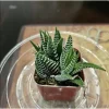Haworthia Fasciata Zebra Succulent Plant - Live Indoor Plant - 2" Pot - Image 1