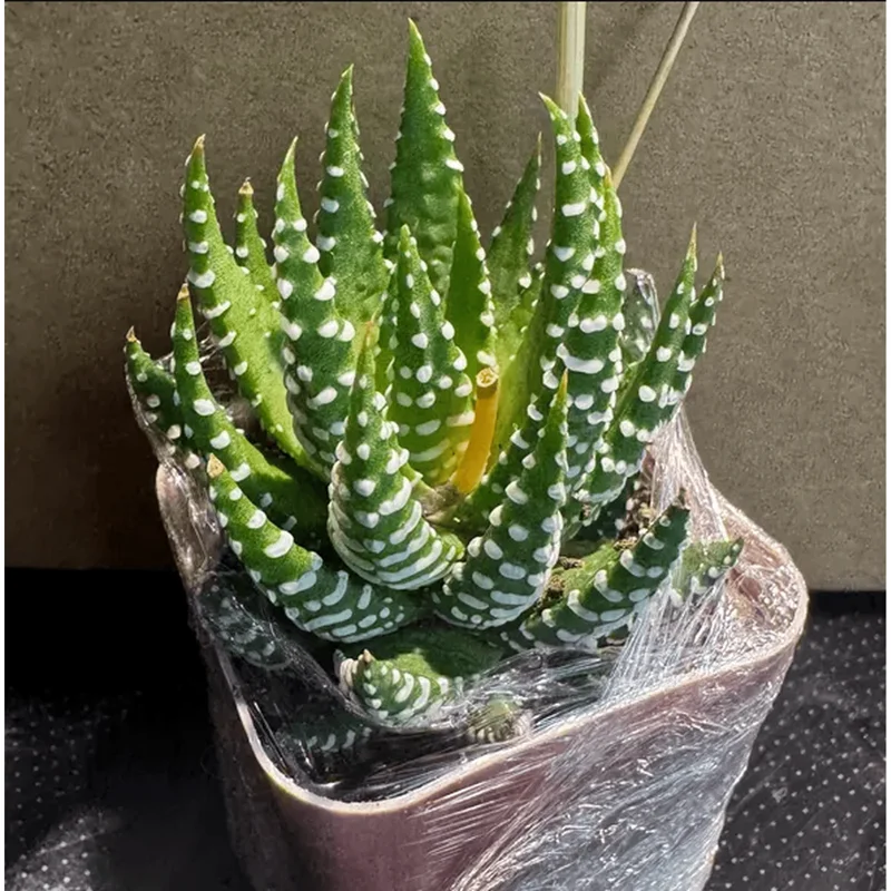 Haworthia Fasciata Zebra Succulent Plant - Live Indoor Plant - 2" Pot Haworthia Fasciata Zebra Succulent Plant - Live Indoor Plant - 2" Pot - Image 6