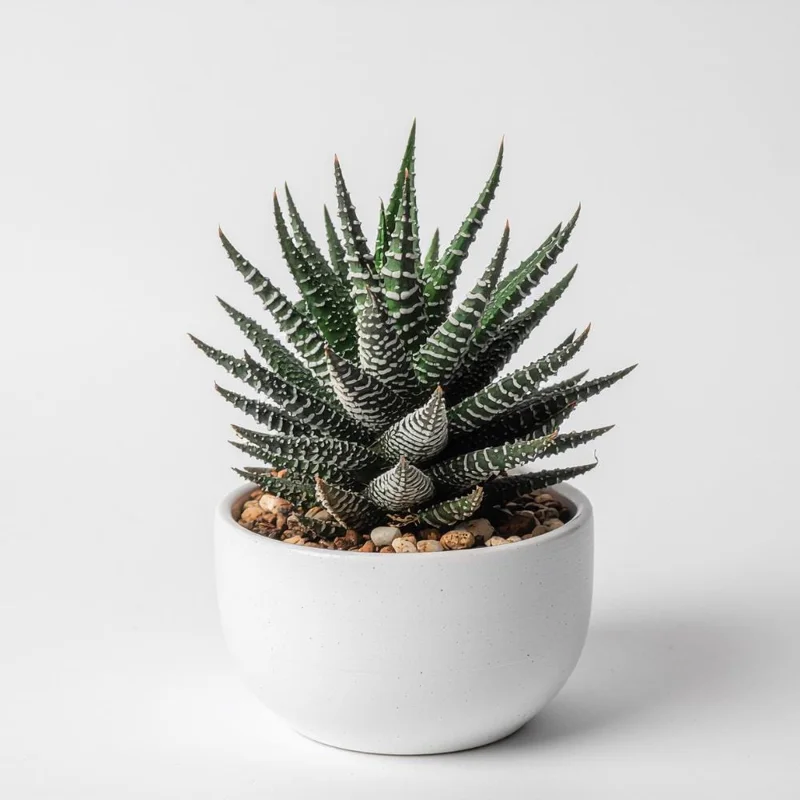 Haworthia Succulent Plant - Live, Fully Rooted for Indoor & Outdoor Haworthia Succulent Plant - Live, Fully Rooted for Indoor & Outdoor - Image 2