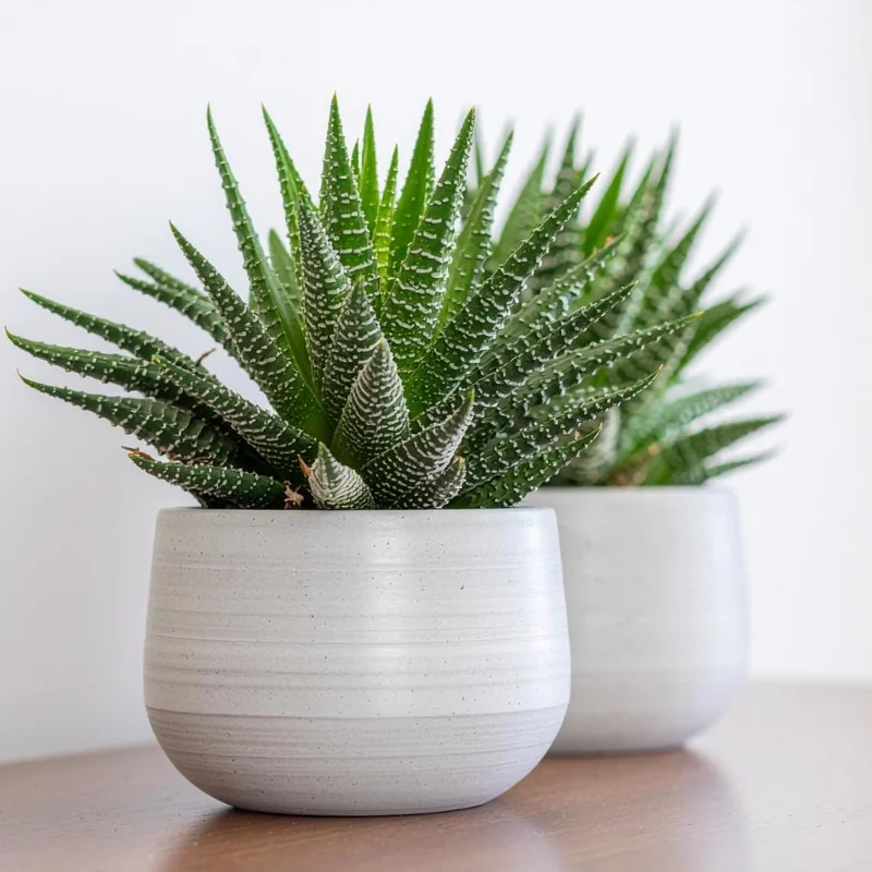 Haworthia Succulent Plant - Live, Fully Rooted for Indoor & Outdoor Haworthia Succulent Plant - Live, Fully Rooted for Indoor & Outdoor - Image 3