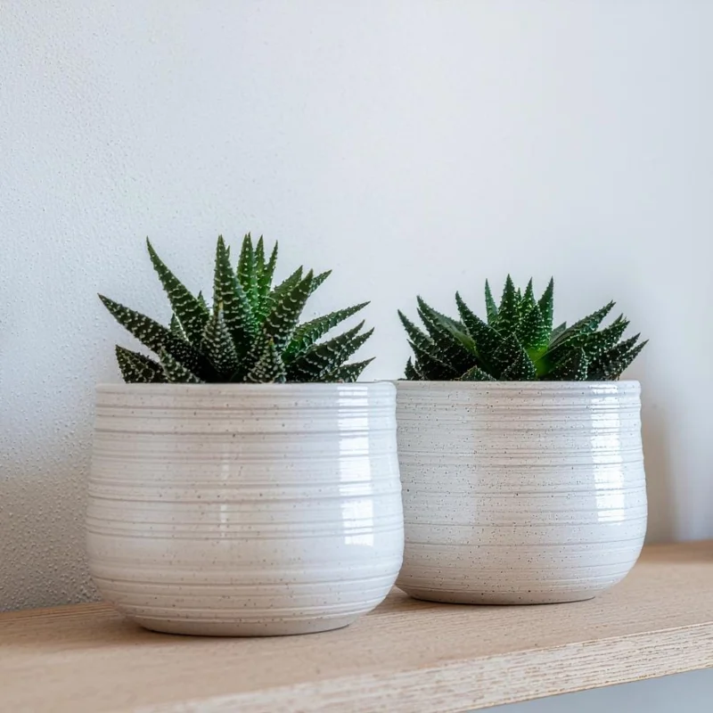 Haworthia Succulent Plant - Live, Fully Rooted for Indoor & Outdoor Haworthia Succulent Plant - Live, Fully Rooted for Indoor & Outdoor - Image 4