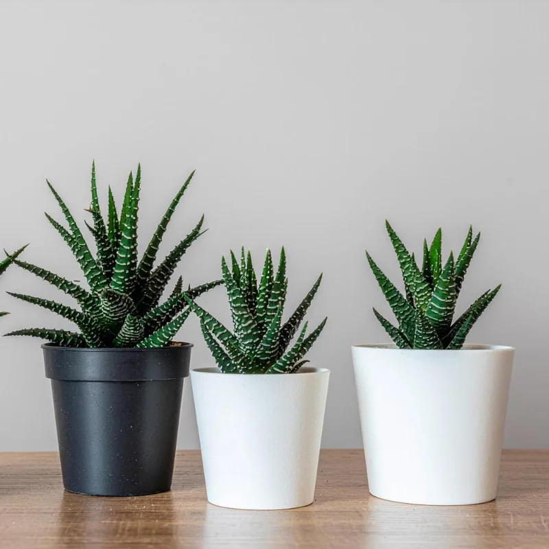 Haworthia Succulent Plant - Live, Fully Rooted for Indoor & Outdoor Haworthia Succulent Plant - Live, Fully Rooted for Indoor & Outdoor - Image 5