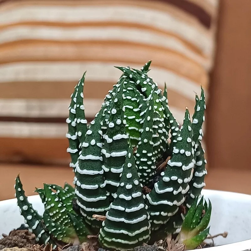 Haworthia Succulent Plant - Live, Fully Rooted for Indoor & Outdoor Haworthia Succulent Plant - Live, Fully Rooted for Indoor & Outdoor - Image 6