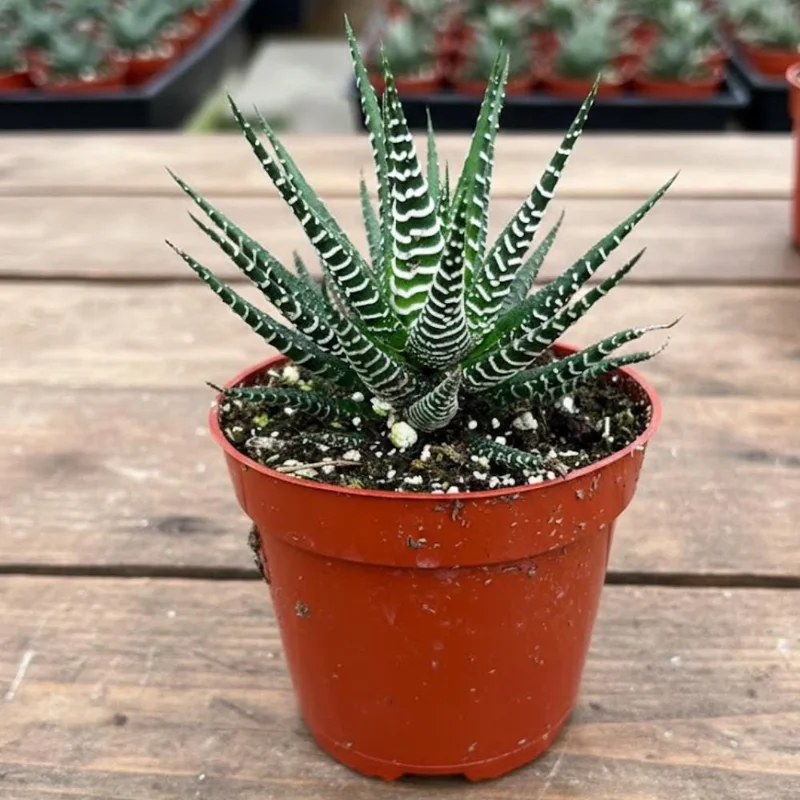 Haworthia Succulent Plant - Live, Fully Rooted for Indoor & Outdoor Haworthia Succulent Plant - Live, Fully Rooted for Indoor & Outdoor - Image 7