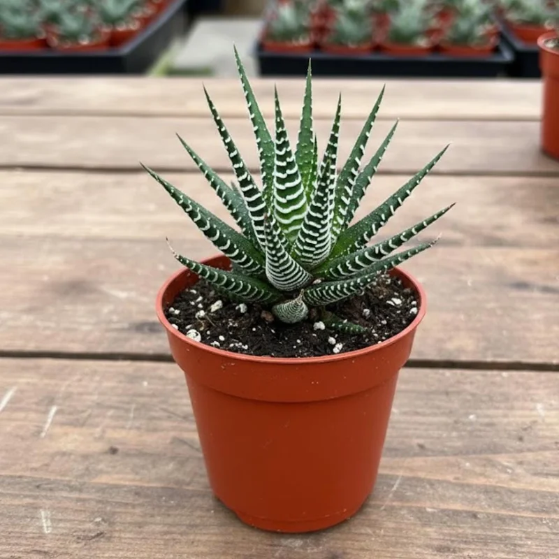 Haworthia Succulent Plant - Live, Fully Rooted for Indoor & Outdoor Haworthia Succulent Plant - Live, Fully Rooted for Indoor & Outdoor - Image 8
