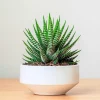 Haworthia Succulent Plant - Live, Fully Rooted for Indoor & Outdoor - Image 1