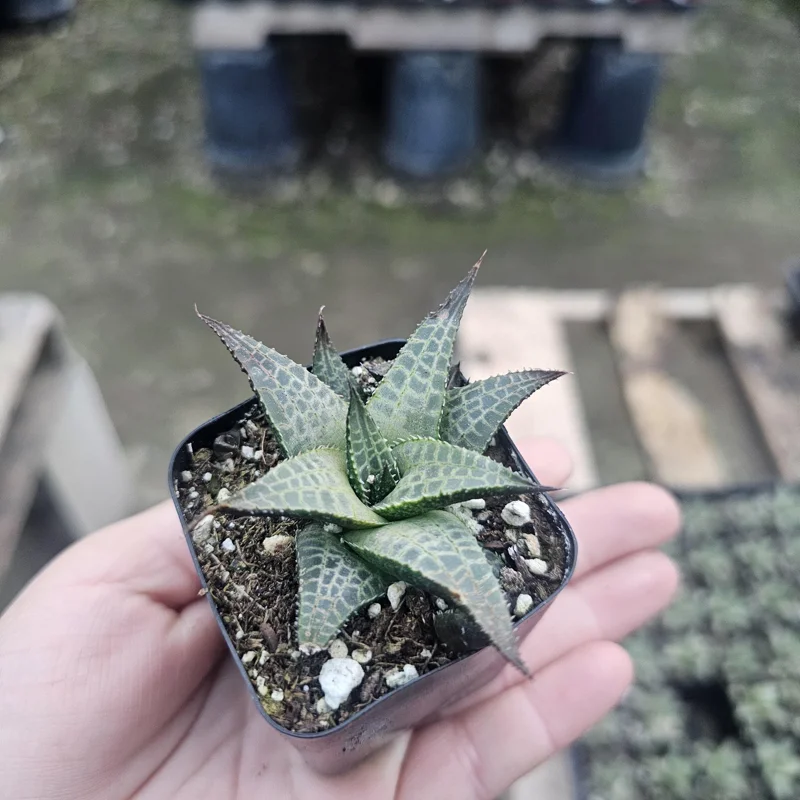 Haworthia tessellata Alligator Plant Live Succulent – 2in Pot – Indoor Haworthia tessellata Alligator Plant Live Succulent – 2in Pot – Indoor - Image 3