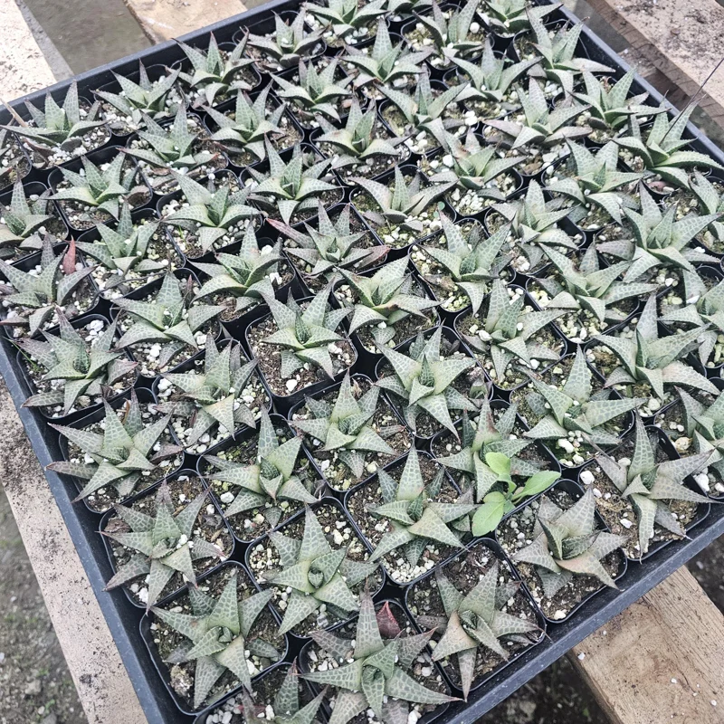 Haworthia tessellata Alligator Plant Live Succulent – 2in Pot – Indoor Haworthia tessellata Alligator Plant Live Succulent – 2in Pot – Indoor - Image 4