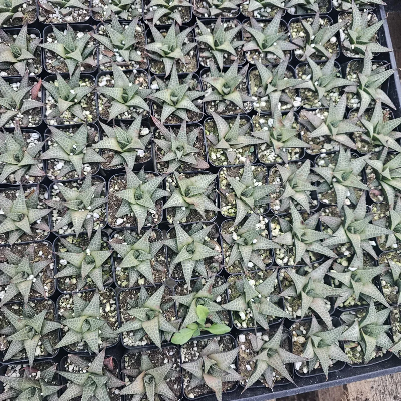 Haworthia tessellata Alligator Plant Live Succulent – 2in Pot – Indoor Haworthia tessellata Alligator Plant Live Succulent – 2in Pot – Indoor - Image 6