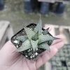 Haworthia tessellata Alligator Plant Live Succulent – 2in Pot – Indoor Haworthia tessellata Alligator Plant Live Succulent – 2in Pot – Indoor - Image 1