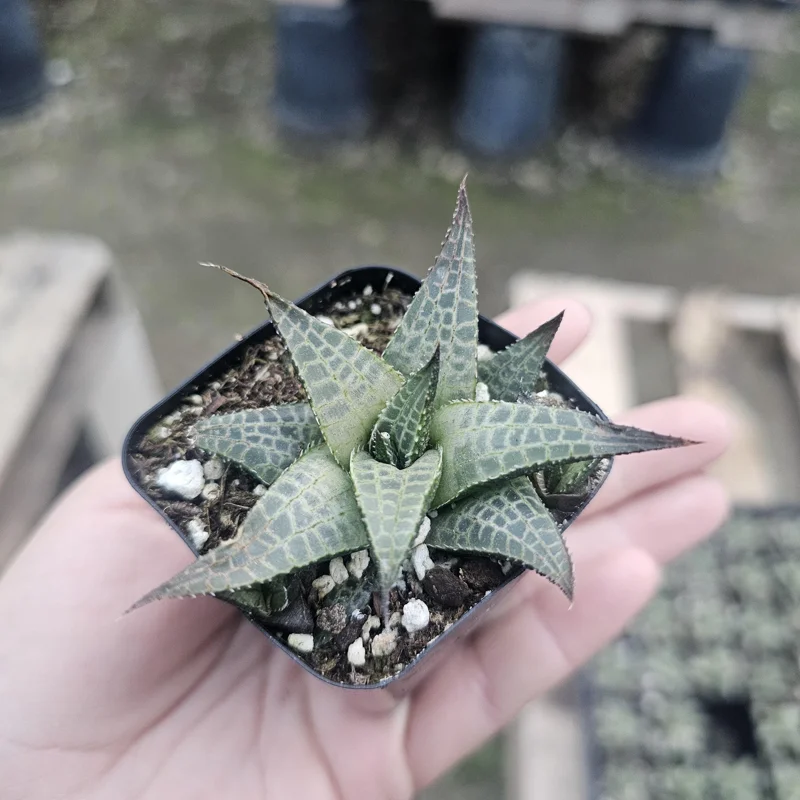Haworthia tessellata Alligator Plant Live Succulent – 2in Pot – Indoor Haworthia tessellata Alligator Plant Live Succulent – 2in Pot – Indoor - Image 1