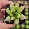 Haworthia Turgida Succulent Live Plant – 2 Inch Pot – Indoor & Outdoor Home Decor - Image 1