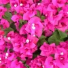 Helen Bougainvillea Live Plant – 2-Pack Flowering Vine – 4-10 inch Tall – Outdoor - Image 1