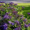 Heliotrope 'Fragrant Delight' Live Plant - Set of 2 Starter Plants, 3-6" Tall, Violet Fragrant Flowers, Pollinator Friendly - Image 1