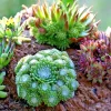 Hen and Chicks Sempervivum Seeds - 200 Count, Mixed Varieties & Colors, Perennial Outdoor Hen and Chicks Sempervivum Seeds - 200 Count, Mixed Varieties & Colors, Perennial Outdoor - Image 1