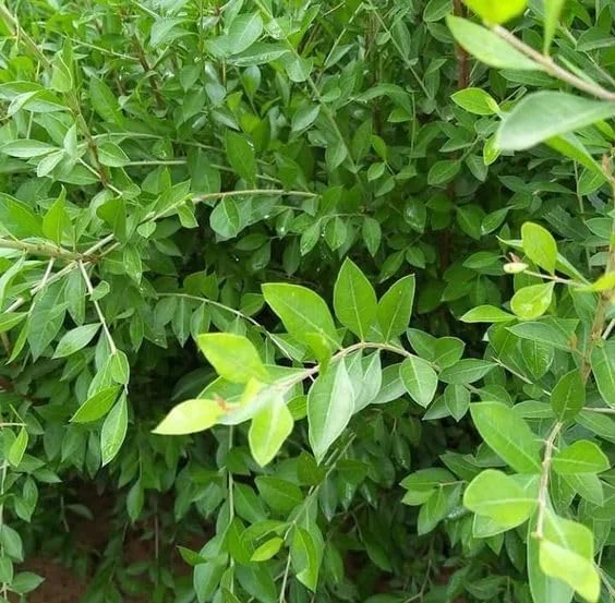 Henna Live Plant (Lawsonia inermis) 10-14 Inch Tall in 4 Inch Pot Henna Live Plant (Lawsonia inermis) 10-14 Inch Tall in 4 Inch Pot - Image 2