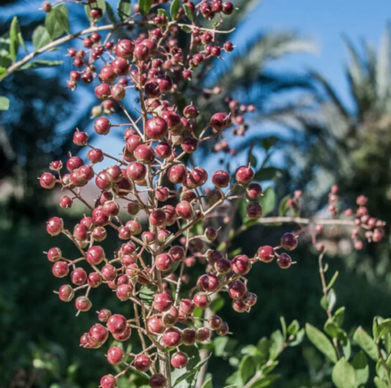 Henna Live Plant (Lawsonia inermis) 10-14 Inch Tall in 4 Inch Pot Henna Live Plant (Lawsonia inermis) 10-14 Inch Tall in 4 Inch Pot - Image 3