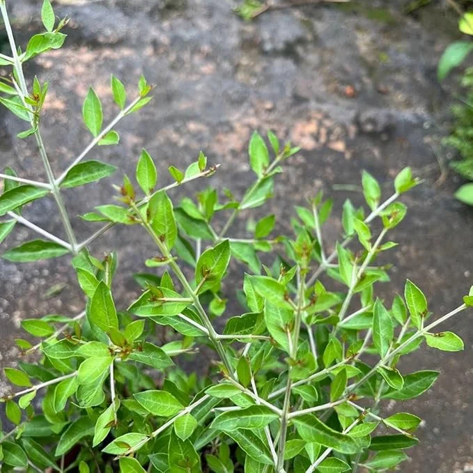 Henna Live Plant (Lawsonia inermis) 10-14 Inch Tall in 4 Inch Pot Henna Live Plant (Lawsonia inermis) 10-14 Inch Tall in 4 Inch Pot - Image 4