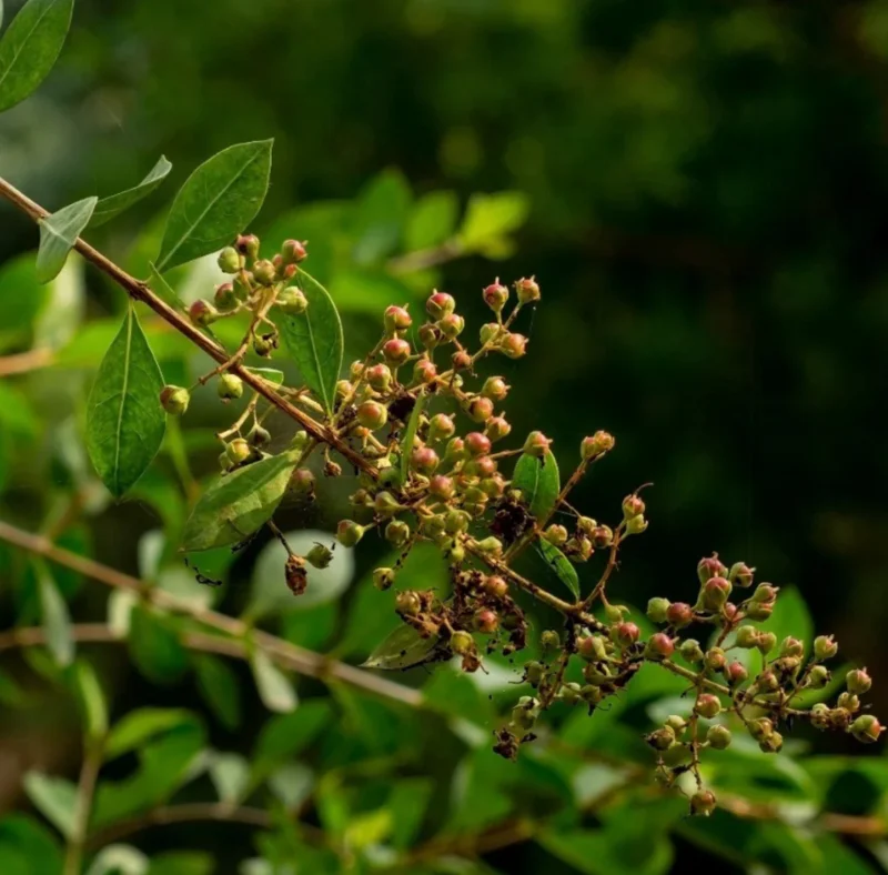 Henna Live Plant (Lawsonia inermis) 10-14 Inch Tall in 4 Inch Pot Henna Live Plant (Lawsonia inermis) 10-14 Inch Tall in 4 Inch Pot - Image 5