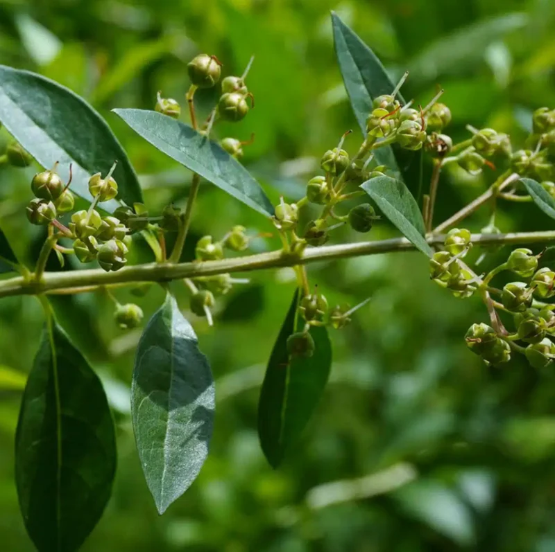 Henna Live Plant (Lawsonia inermis) 10-14 Inch Tall in 4 Inch Pot Henna Live Plant (Lawsonia inermis) 10-14 Inch Tall in 4 Inch Pot - Image 6