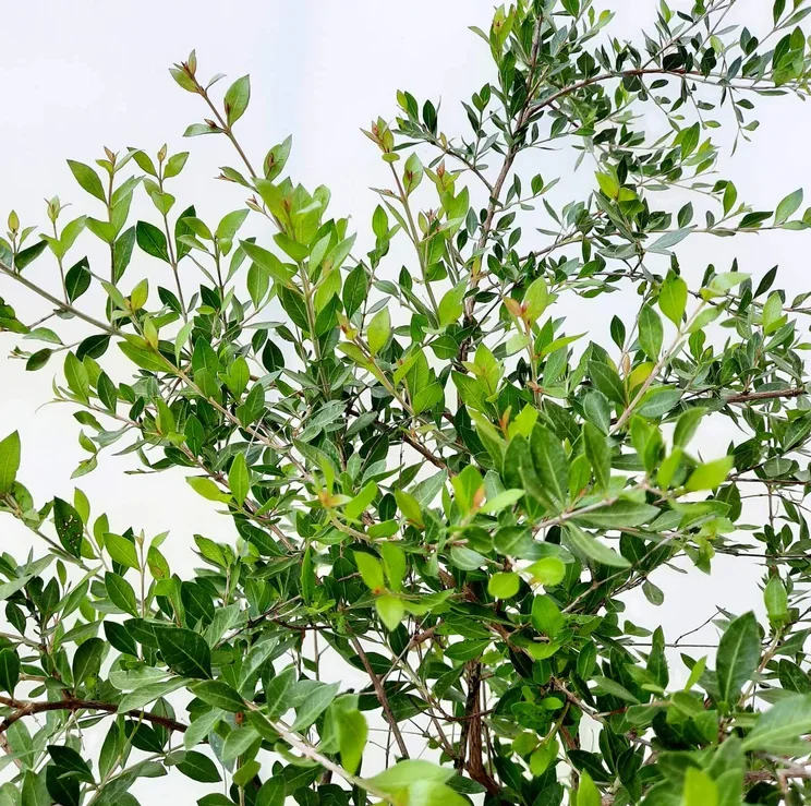 Henna Live Plant (Lawsonia inermis) 10-14 Inch Tall in 4 Inch Pot Henna Live Plant (Lawsonia inermis) 10-14 Inch Tall in 4 Inch Pot - Image 7