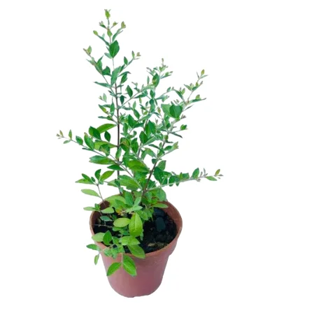 Henna Live Plant (Lawsonia inermis) 10-14 Inch Tall in 4 Inch Pot Henna Live Plant (Lawsonia inermis) 10-14 Inch Tall in 4 Inch Pot - Image 1